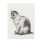 Vintage Cat Black White Pencil Art