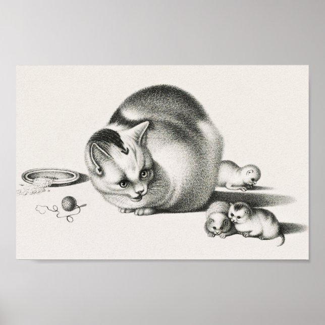 Vintage Cat Illustration Poster (Front)
