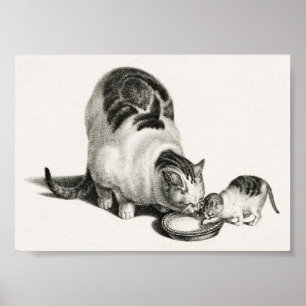 Vintage Cat Illustration Poster