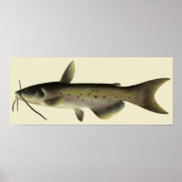 Vintage Catfish Fish, Marine Life River Animal