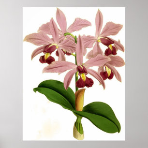 Vintage Cattleya Superba Orchid Flower Poster