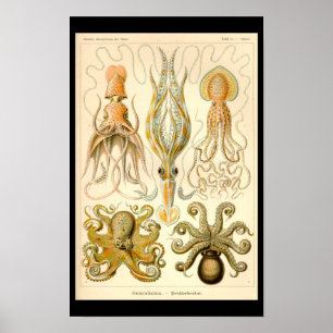 Vintage Cephalopods Poster