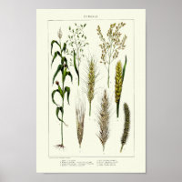 Vintage Cereal Grains Wheat, Rye, Barley, Oats