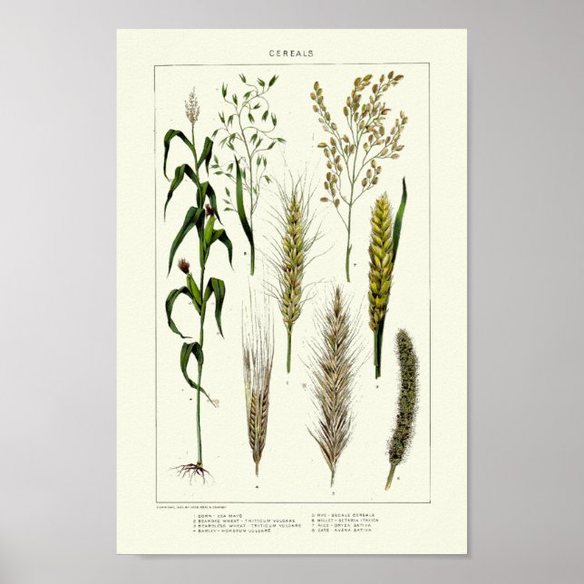 Vintage Cereal Grains Wheat, Rye, Barley, Oats Poster (Front)