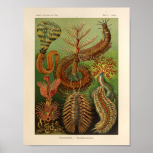 Vintage Chaetopoda Color Ernst Haeckel Art Print