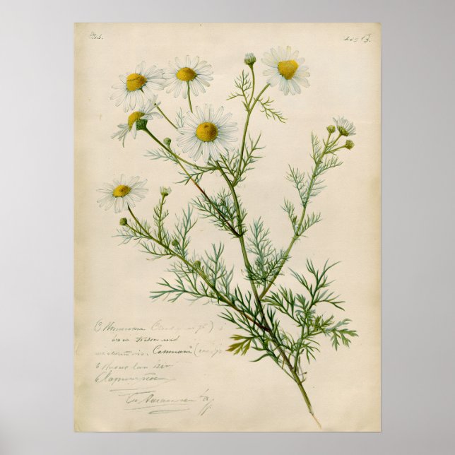 Vintage Chamomile Botanical Art Illustration Poster (Front)