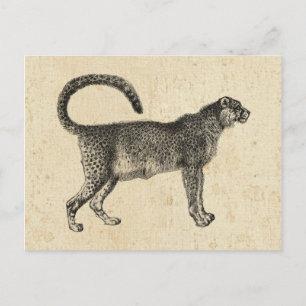 Vintage Cheetah Postcard