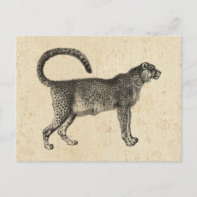 Vintage Cheetah Postcard (Front)