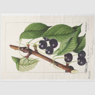 Vintage Cherries by William Henry Prestele Tissue Paper