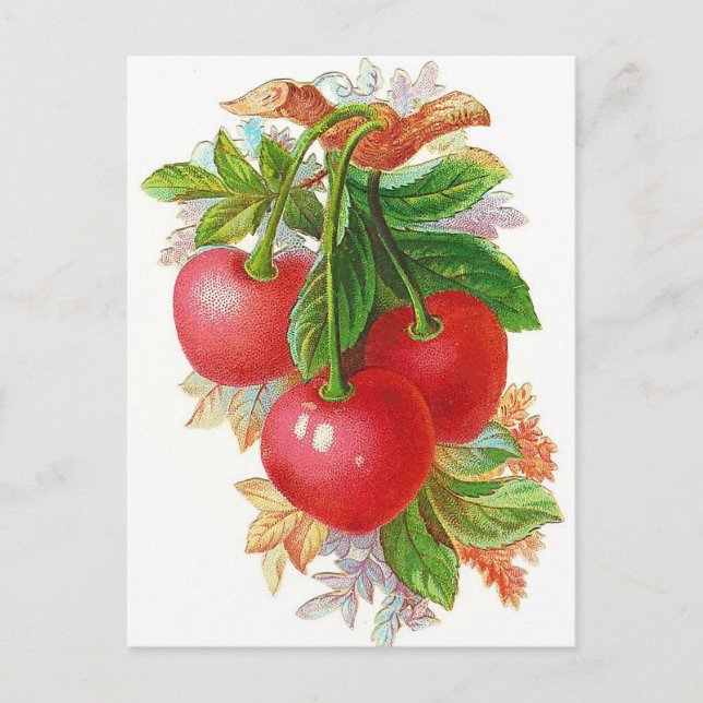 Vintage Cherries illustration Postcard (Front)