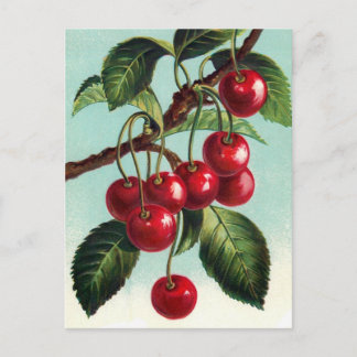 Vintage Cherries on a branch Postcard