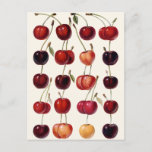 Vintage Cherries Postcard<br><div class="desc">A print made from a 1908 German illustration of cherries</div>