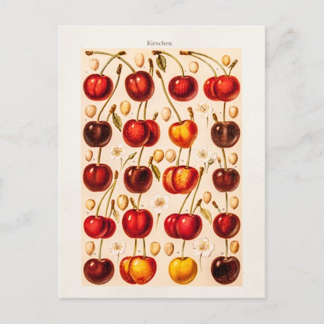 Vintage Cherry Varieties Antique Cherries Fruit Postcard (Front)