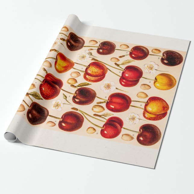 Vintage Cherry Varieties Antique Cherries Fruit Wrapping Paper (Unrolled)
