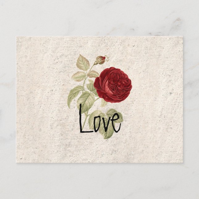 Vintage chic Romantic Girly Red Rose Postcard (Front)