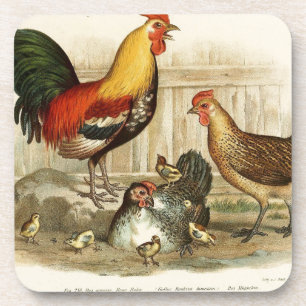 Vintage Chicken family illustration Coaster