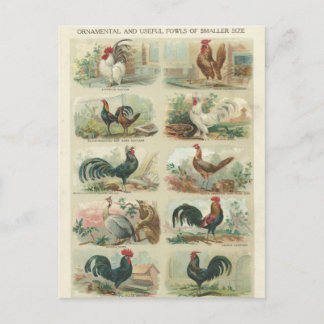Vintage Chickens -- Ornamental Fowls Postcard