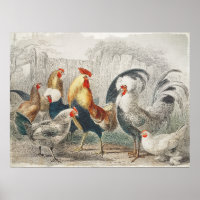 Vintage Chickens Wall Poster or Decoupage Paper