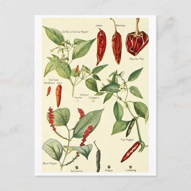 Vintage chillies illustration postcard recipe card (Front)