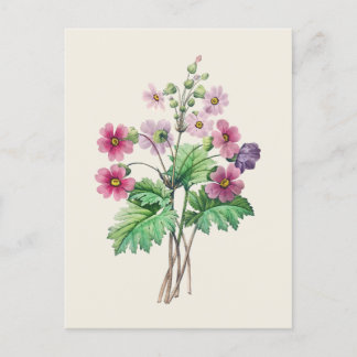 Vintage Chinese Primrose Botanical Illustration Postcard
