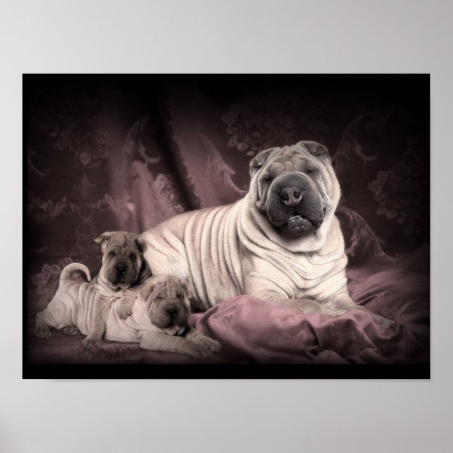 Vintage Chinese Shar Pei Wrinkles, Puppy Dogs Poster (Front)