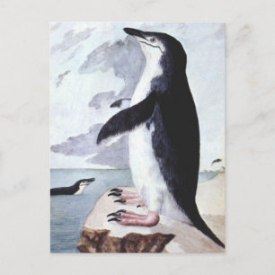 Vintage Chinstrap Penguin, Birds from Antarctica Postcard