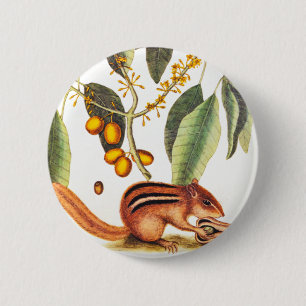 Vintage Chipmunk Illustration 6 Cm Round Badge