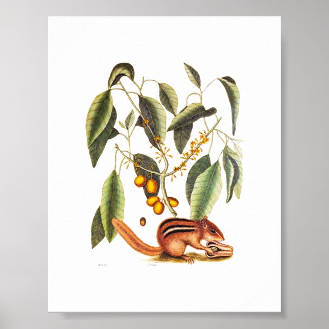 Vintage Chipmunk Illustration Poster (Front)