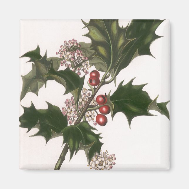 Vintage Christmas, Holly Plant with Red Berries Magnet (Front)