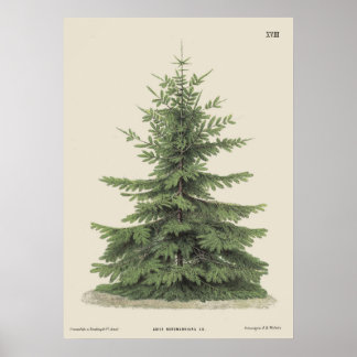 Vintage Christmas Pine Tree Vintage Poster