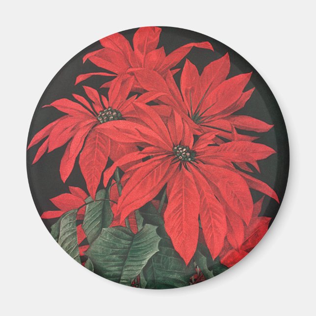 Vintage Christmas Red Poinsettia Plants Flowers Magnet (Front)