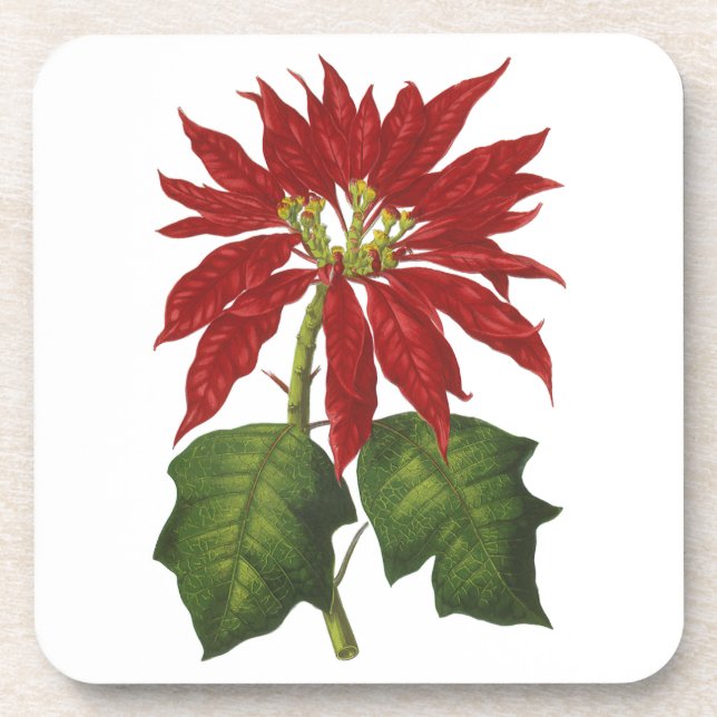 Vintage Christmas, Red Poinsettia Winter Plant Coaster (Front)