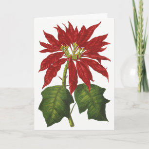 Vintage Christmas, Red Poinsettia Winter Plant Holiday Card