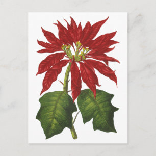 Vintage Christmas, Red Poinsettia Winter Plant Holiday Postcard