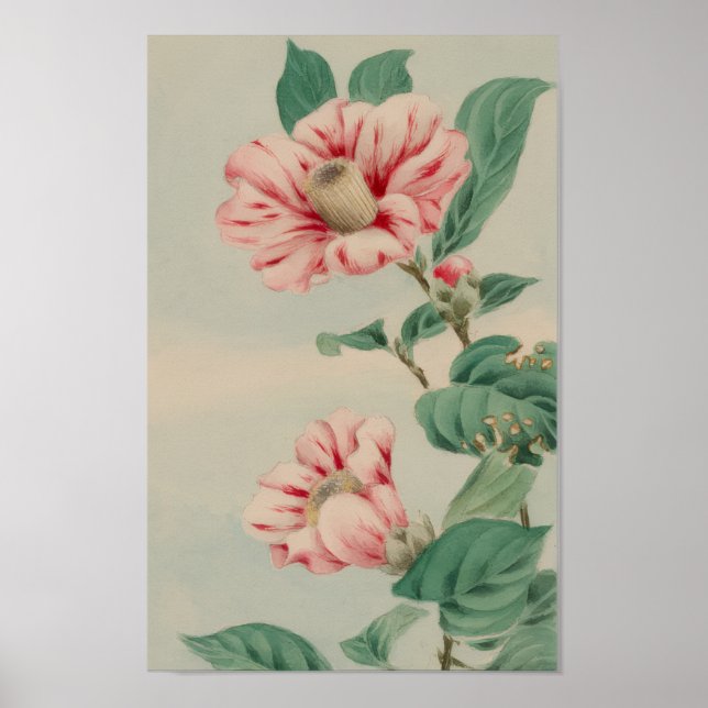 VINTAGE CHRYSANTHEMUM BOTANICAL FLOWER POSTER (Front)