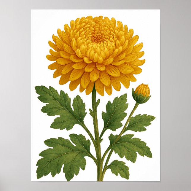 Vintage Chrysanthemum Poster (Front)