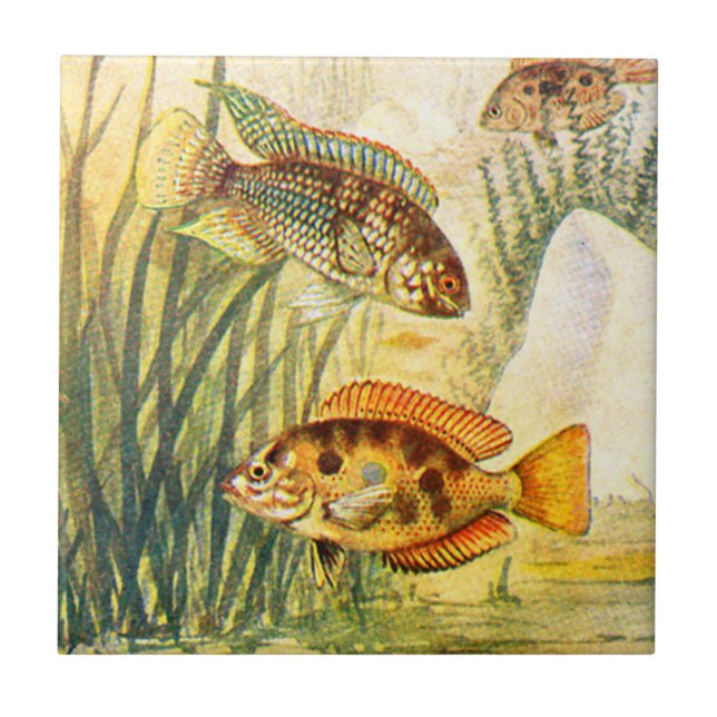 Vintage Cichlid Fish Tile (Front)
