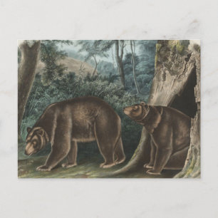 Vintage Cinnamon Bear Audubon Postcard