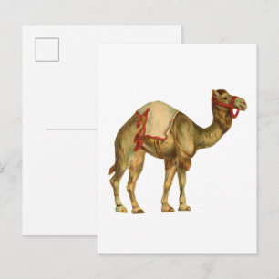 Vintage circus performing camel postcard
