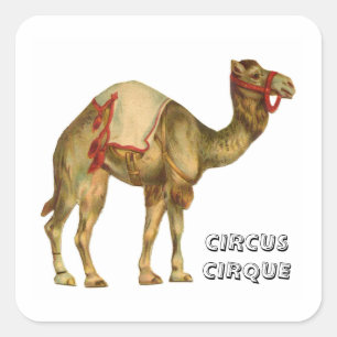 Vintage circus performing camel square sticker