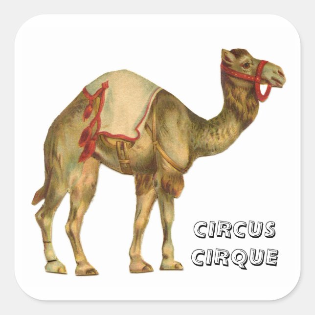 Vintage circus performing camel square sticker (Front)