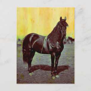 Vintage Civil War Union Horse Postcard