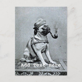Vintage Classy Pug Photograph Postcard