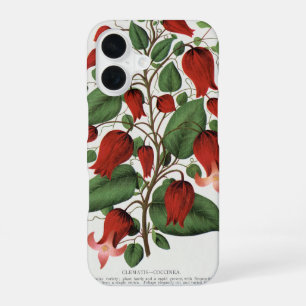 Vintage Clematis Coccinea Red Floral Art iPhone 16 Case