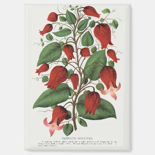 Vintage Clematis Coccinea Red Floral Art Magnet