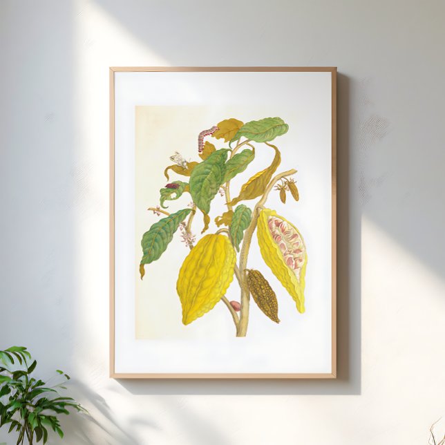 Vintage Cocoa Plant Botanical Illustration Poster (Creator Uploaded)