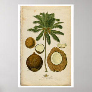 Vintage Coconut Palm Tree Illustration Poster