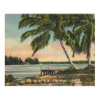Vintage Coconut Palms Tropical Breeze Sunset