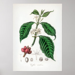 Vintage Coffea arabica Illustration Poster