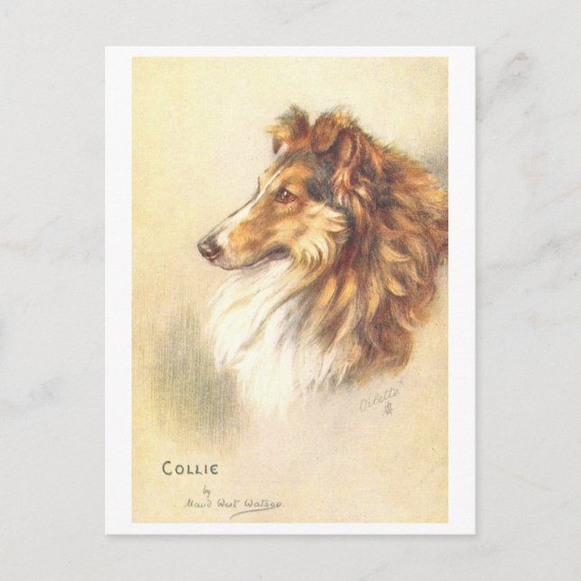 Vintage Collie Postcard (Front)